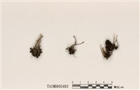 藏品(麩石蕊)的圖片